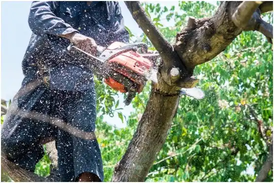 tree services Lake Meade
